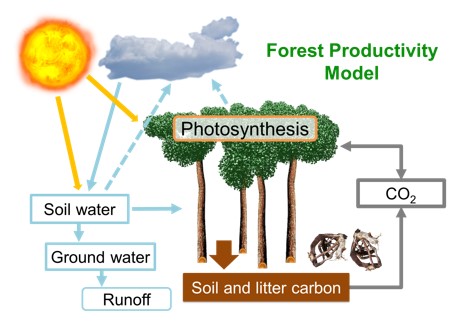 About – Forest DTC – part of the ESA Digital Twin Earth programme