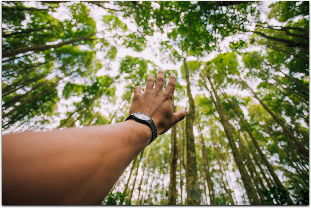 About – Forest DTC – part of the ESA Digital Twin Earth programme