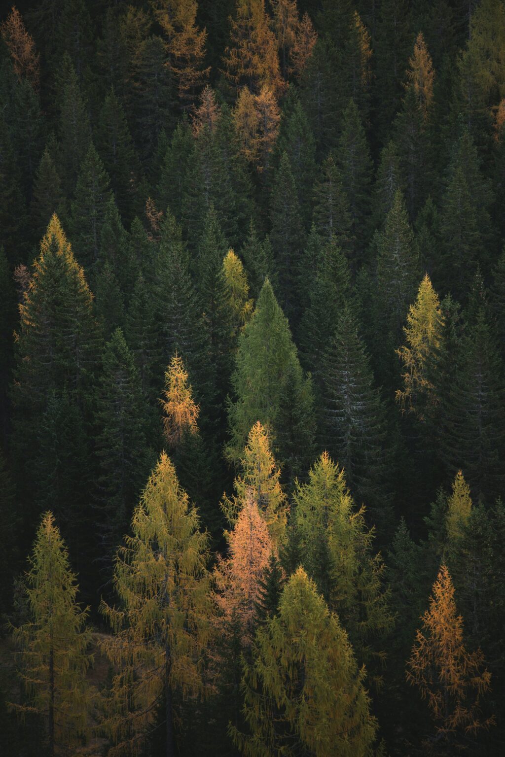 Use Cases – Forest DTC – part of the ESA Digital Twin Earth programme